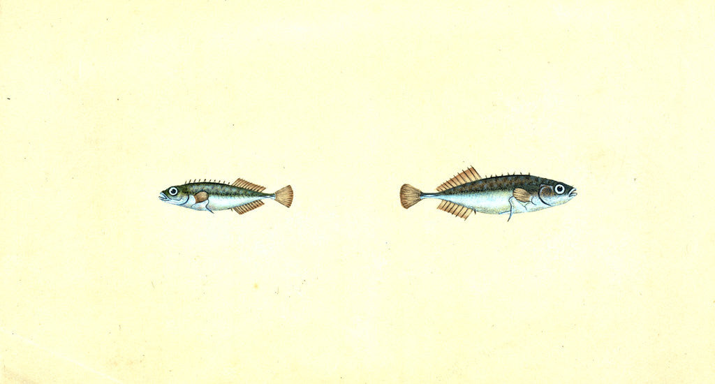 Detail of Ten-spined Stickleback, Gasterosteus pungitius by E. Donovan