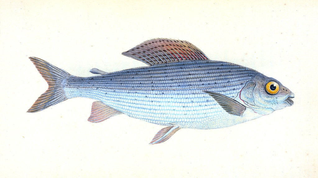 Detail of Grayling, Salmo Thymallus by E. Donovan