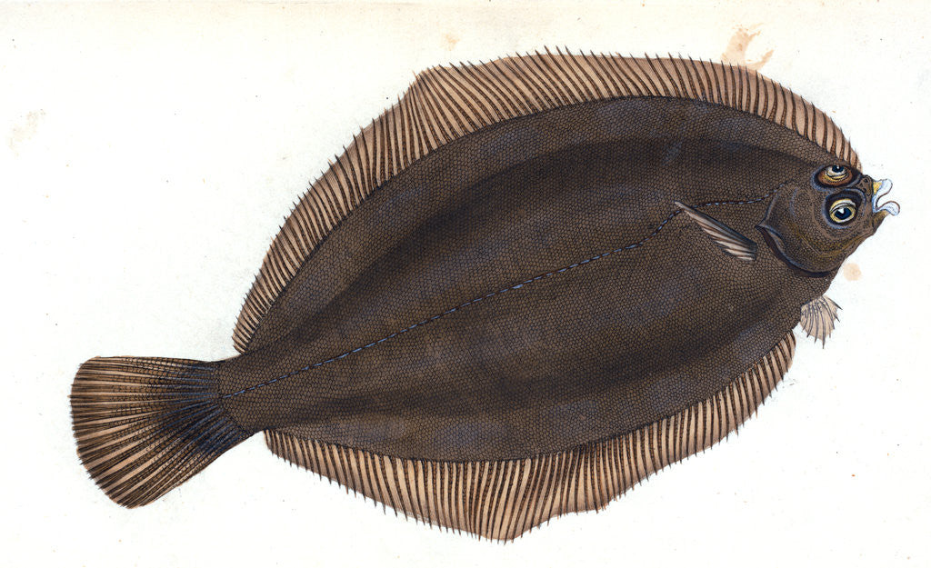 Detail of Basse, Perca labrax by E. Donovan