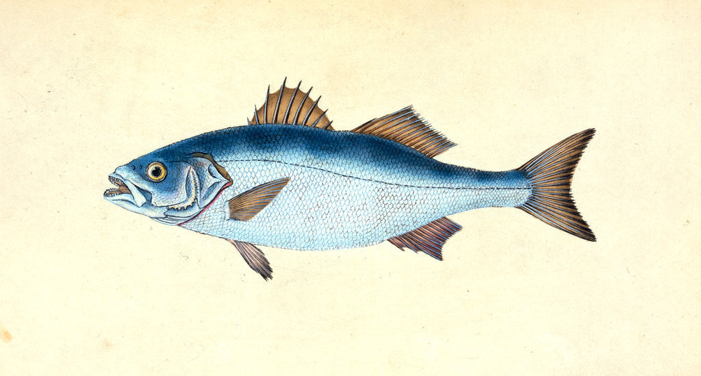 Detail of Turbot, Pleuronectes maximus by E. Donovan