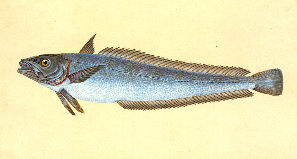 Detail of Hake, Gadus Merluccius by E. Donovan