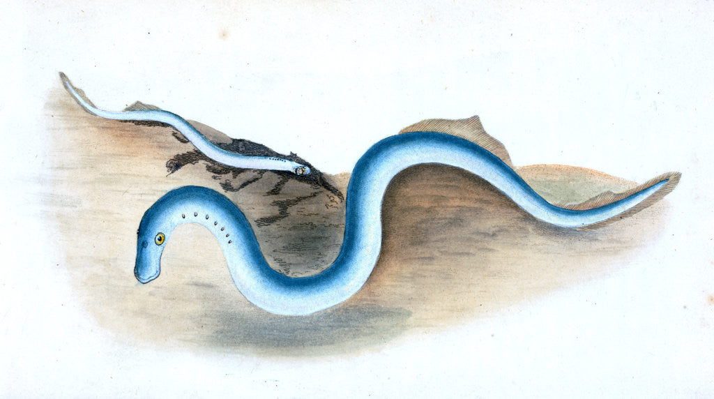 Detail of Shorter Pipe-fish, Syngnathus Typhle by E. Donovan