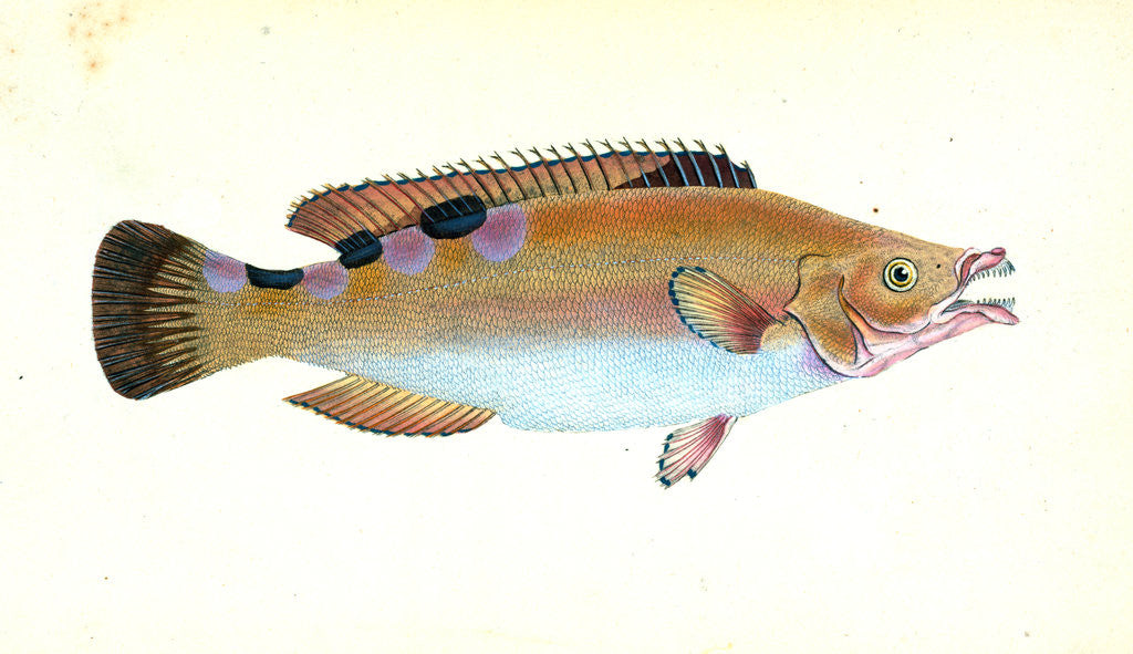 Detail of Whiff, Pleuronectes megastoma by E. Donovan