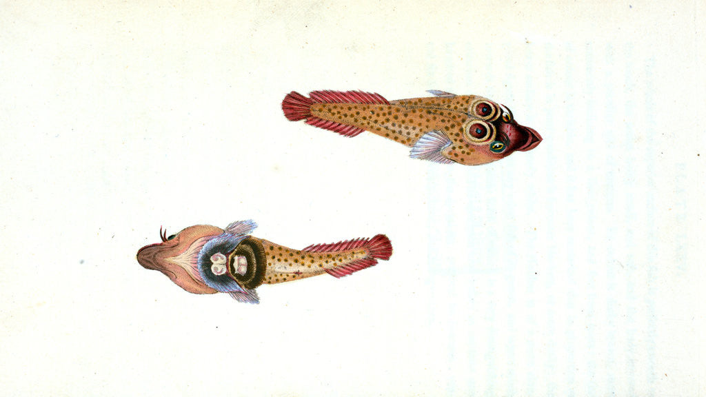 Detail of Sucker, Ocellated, Cyclopterus Ocellatus by E. Donovan