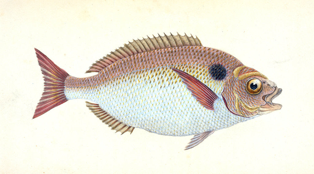 Detail of Lunulated Gilt-head, Sparus aurata by E. Donovan