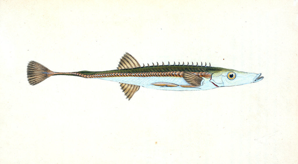 Detail of Smelt, Salmo eperlanus by E. Donovan