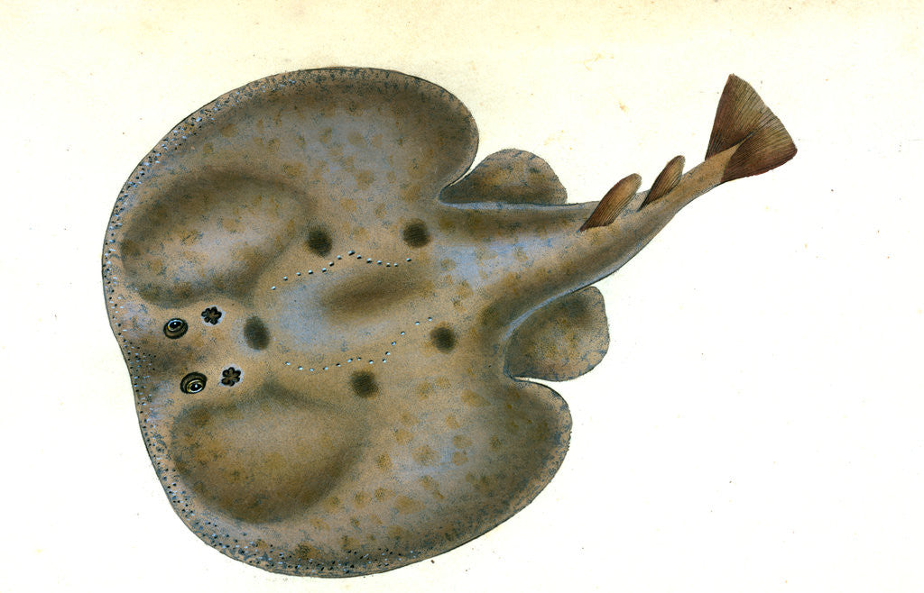 Detail of Lesser Spotted Dog-fish, Squalus Catulus by E. Donovan