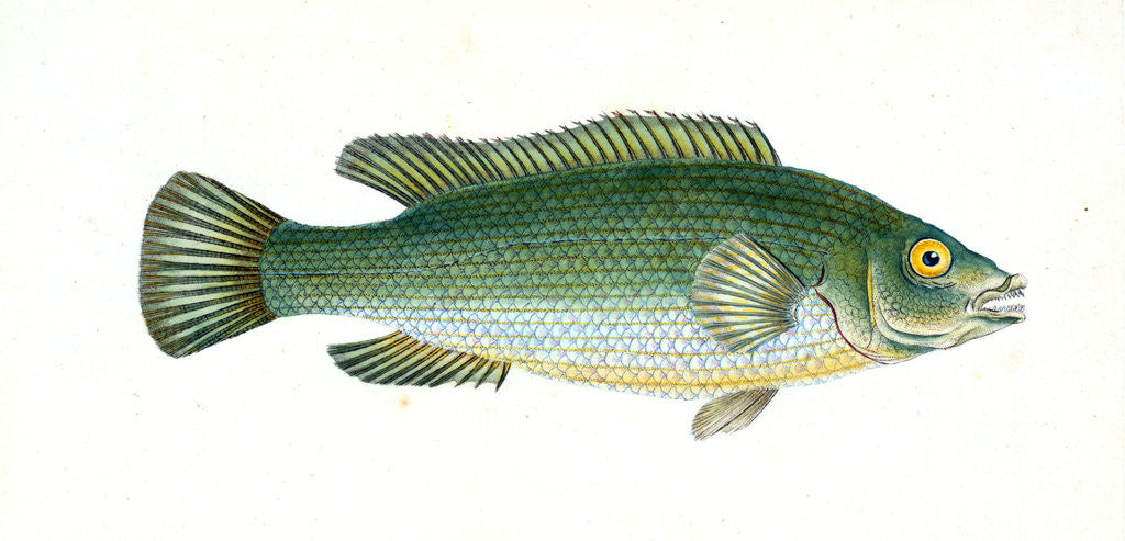 Detail of Wrasse, streaked, Labrus lineatus by E. Donovan