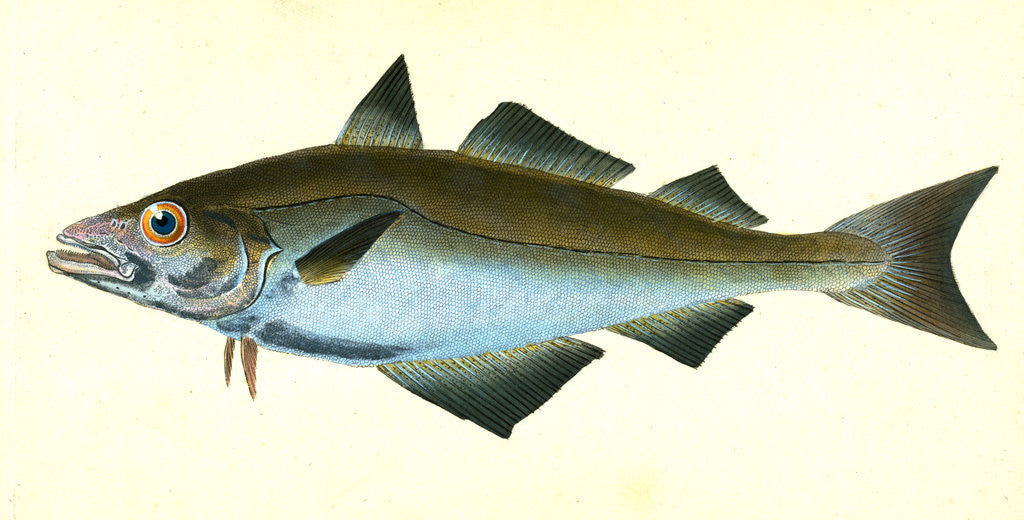 Detail of Pollack, Gadus Pollachius, 1802 by E. Donovan