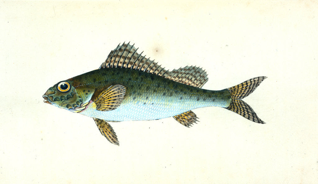 Detail of Ruffe, Perca cernua by E. Donovan