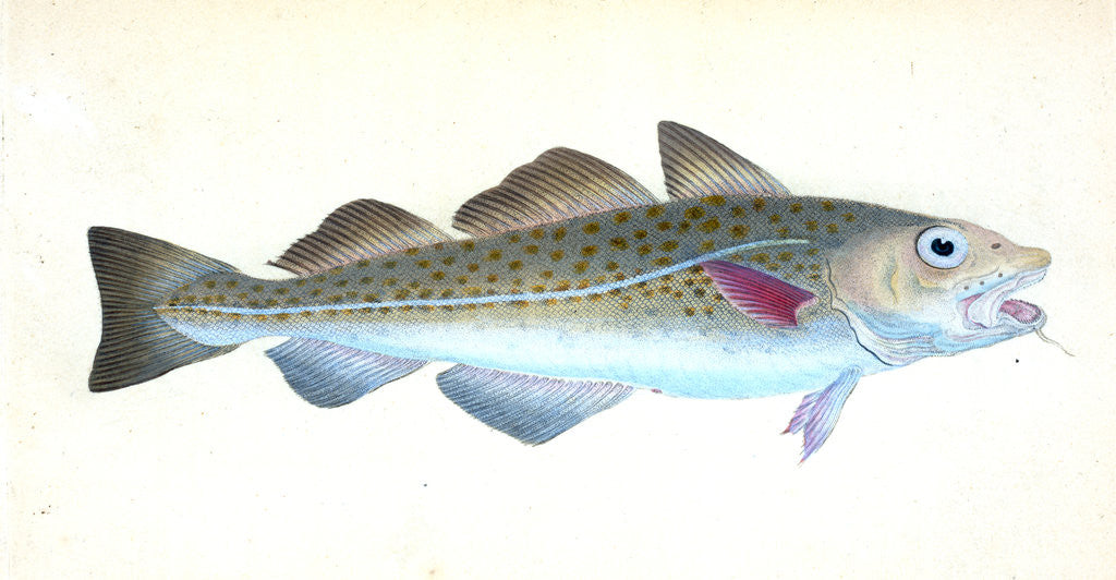 Detail of Common Cod-fish, Gadus Morhua by E. Donovan