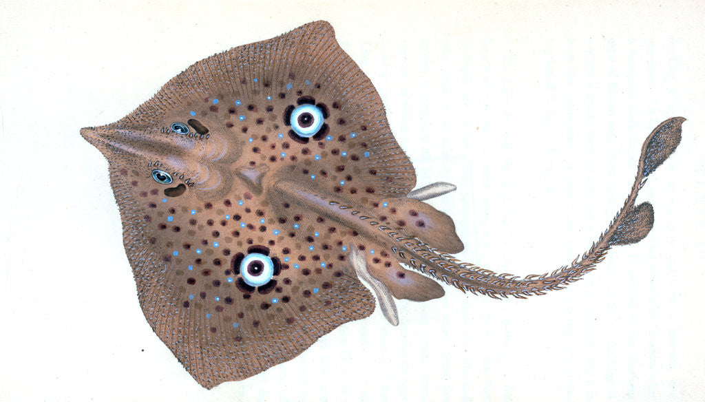 Detail of Mirror Ray, Raja miraletus by E. Donovan