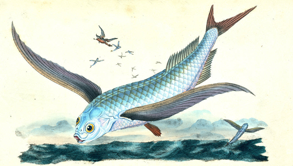 Detail of Flying-fish, Exocoetus Volitans by E. Donovan