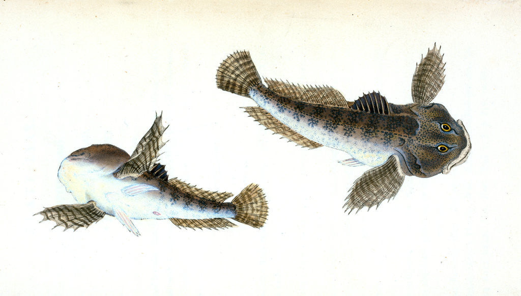 Detail of River Bull-head, Cottus Gobio by E. Donovan