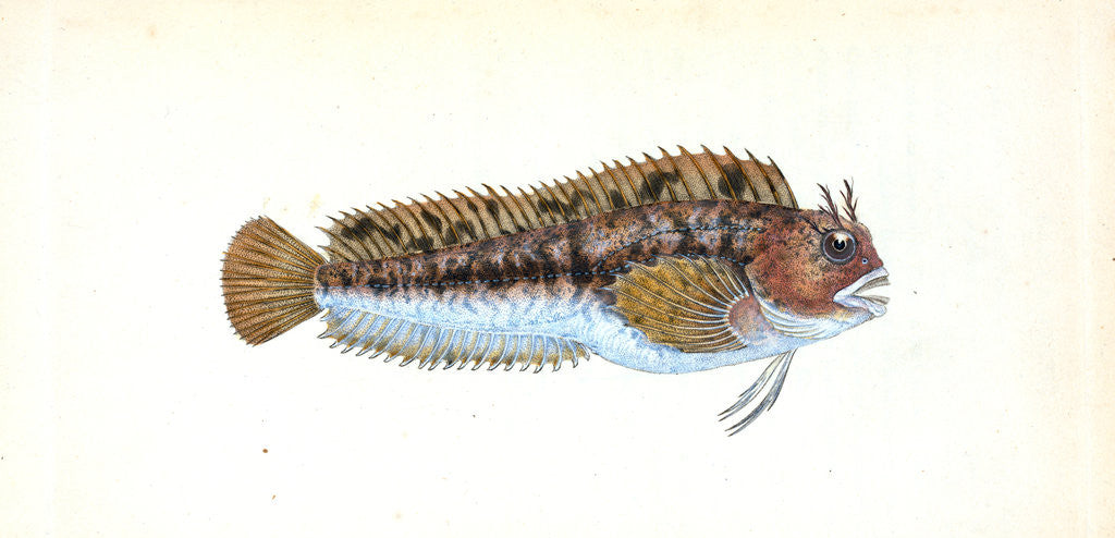 Detail of Gattorugine Blenny, Blennius Gattorugine by E. Donovan