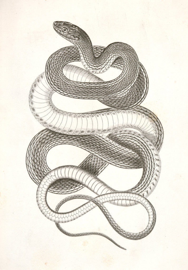 Detail of Eutania vagrans, The Large-headed Striped Snake. [?] by George Suckley