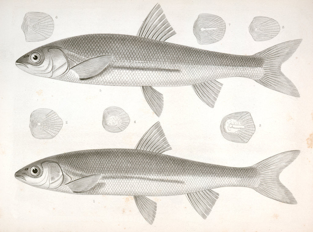Detail of 1-4. Mylocheilus frateculus; 5-8. Mylocheilus lateralis by George Suckley