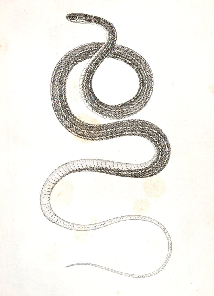 Detail of Eutania faireyi, young, Prairie Water Snake by George Suckley