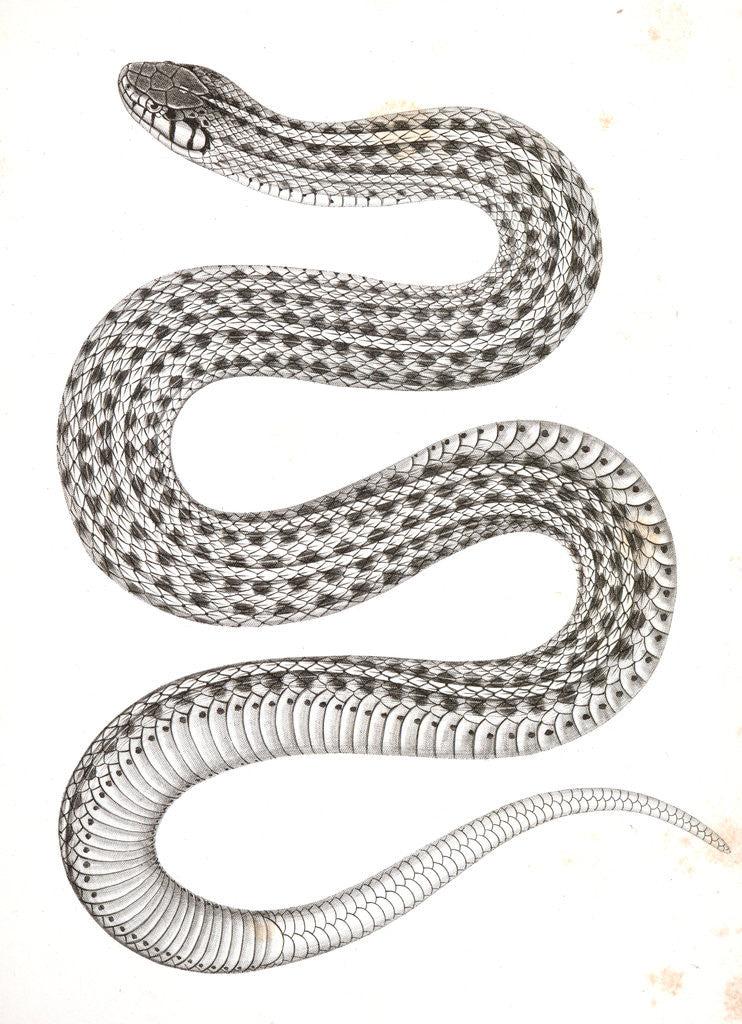 Detail of Eutania haydenii, Hayden's Garter Snake by George Suckley