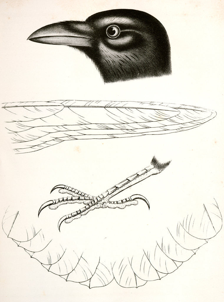 Detail of Corvus americanus, American Crow by George Suckley