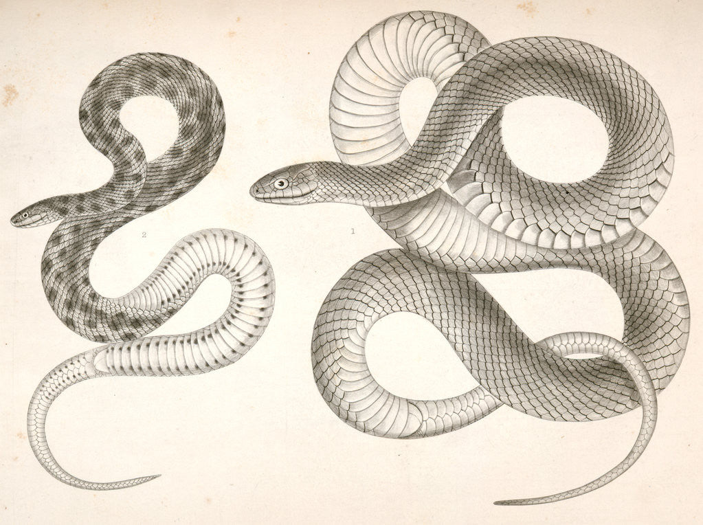 Detail of 1. Bascanion vetutustus, Blue Racer (Washington Territory); 2. Regona Kirtlandii, Kirtland's Snake by George Suckley