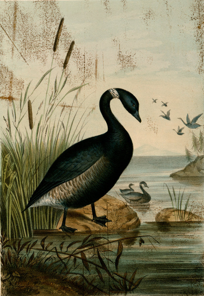 Detail of Bernicla nigricans, the Black Brant by George Suckley