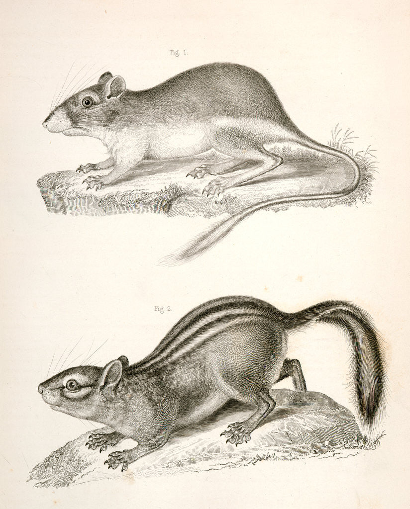 Detail of 2. Townsend's Striped Squirrel by George Suckley