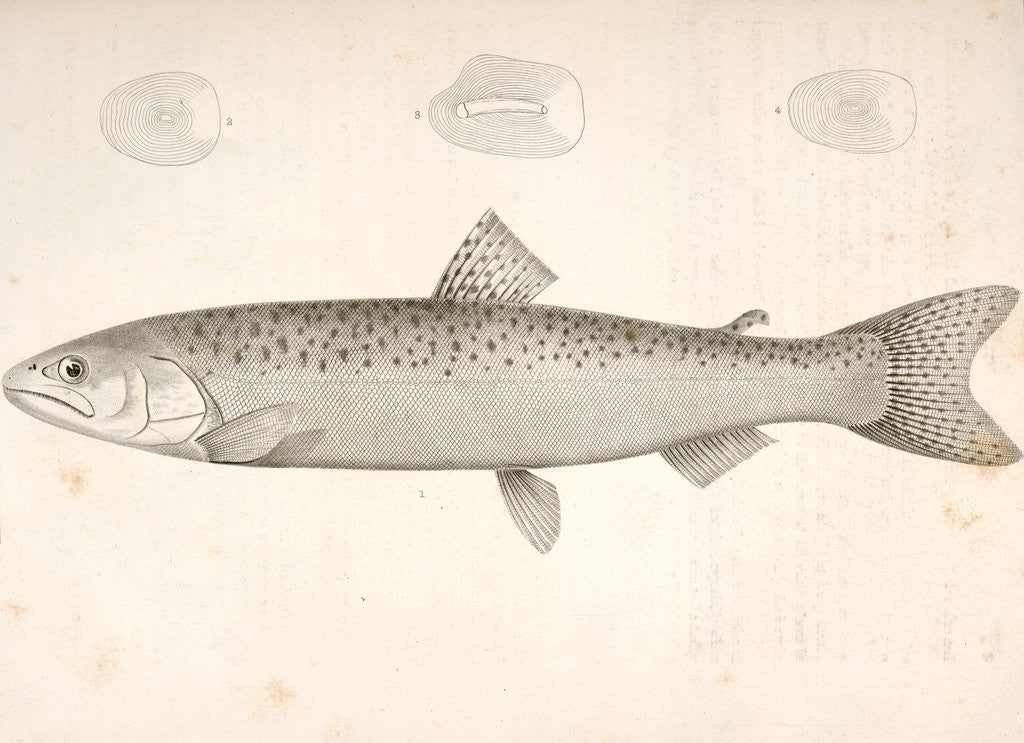 Detail of 1-4. Salnmo quinnat, young, Quinnat Salmon by George Suckley