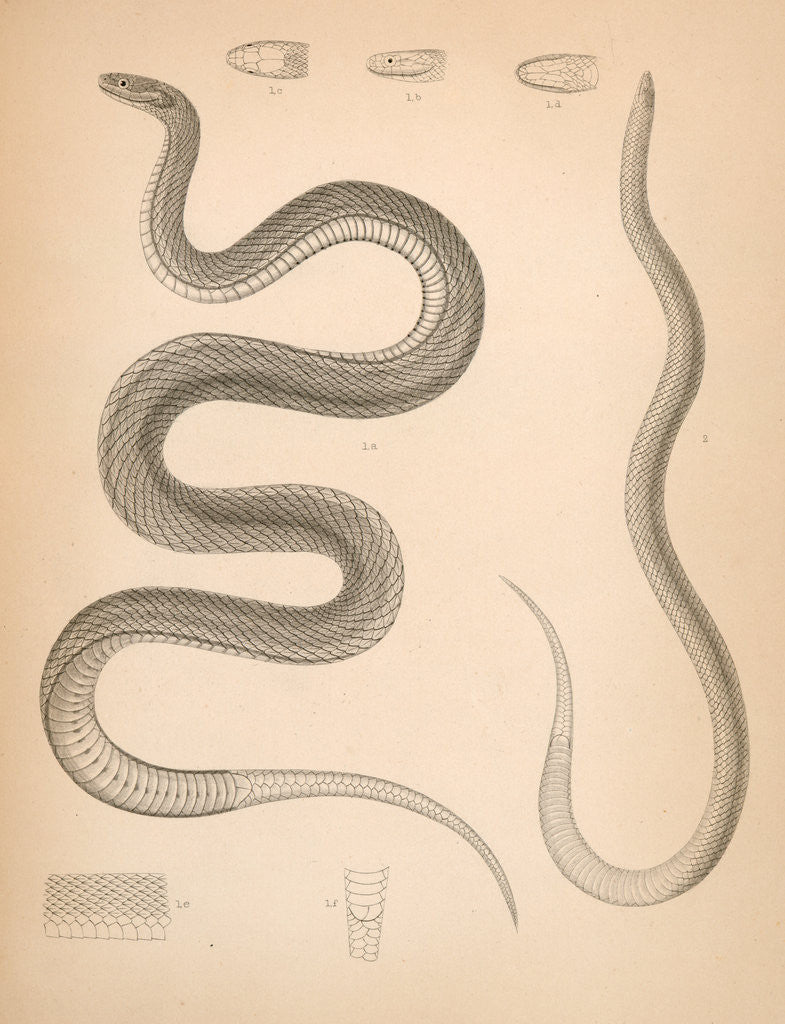 Detail of 1. Regina grahamii; 2. Celuta amoena (Missouri) by George Suckley
