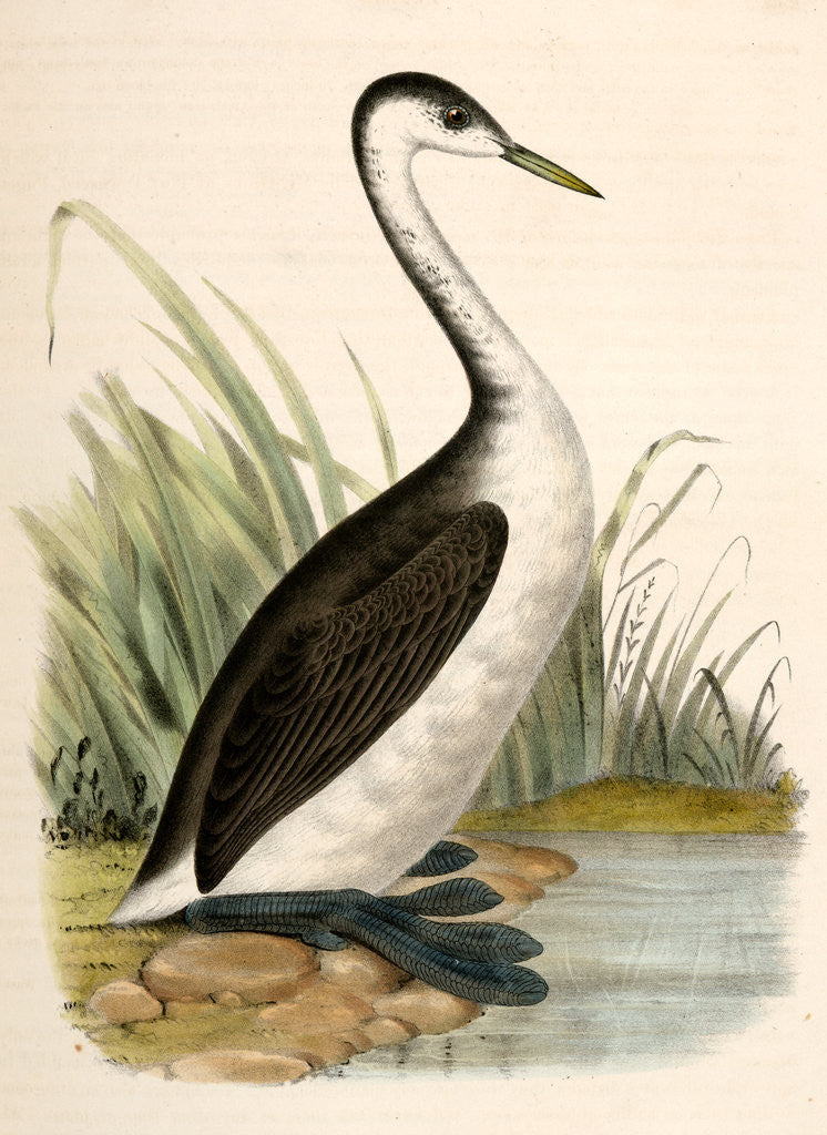 Detail of Podiceps occidentalis, Long-necked Grebe by George Suckley