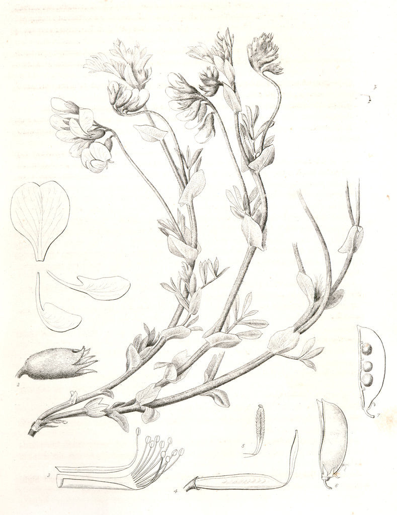 Detail of Untitled by George Suckley