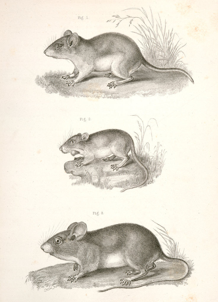 Detail of Untitled by George Suckley