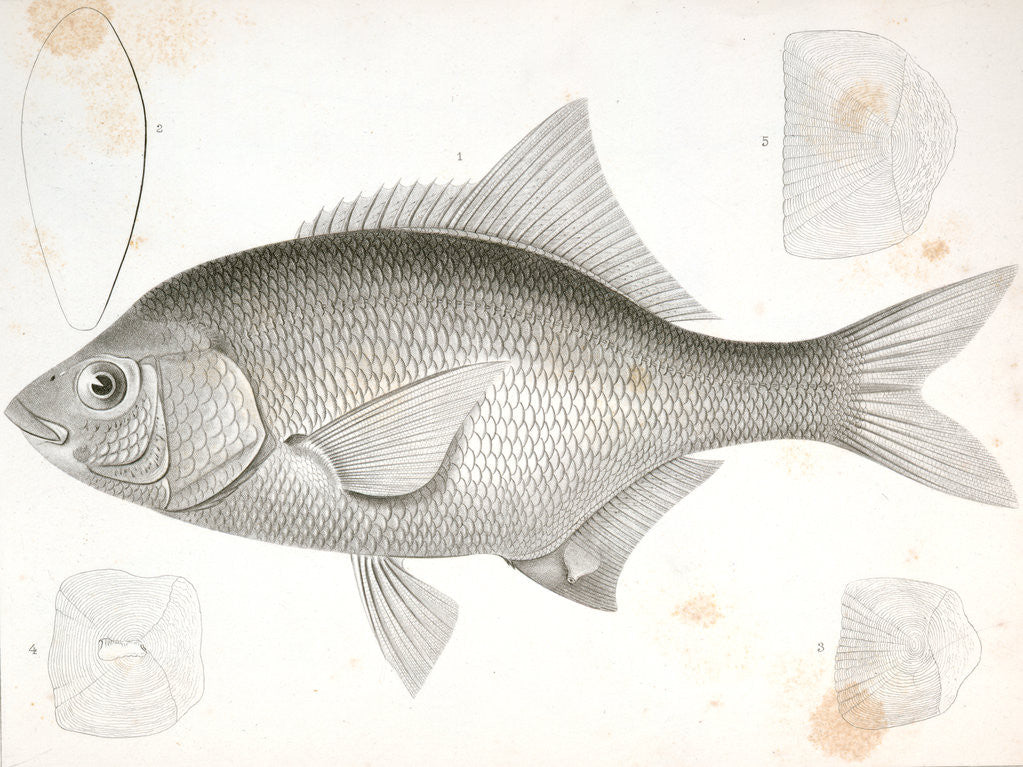 Detail of Damalichthys vacca, Silvery Perch by George Suckley