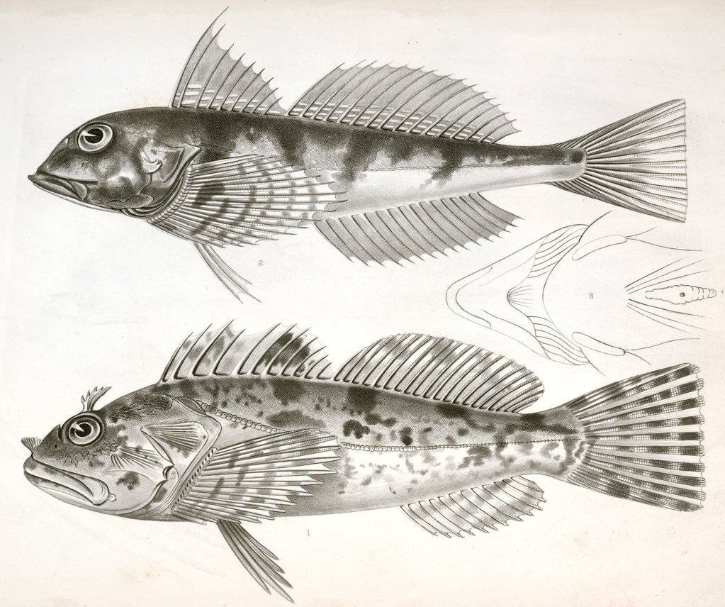 Detail of Fishes by George Suckley