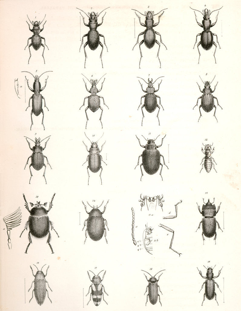 Detail of Untitled by George Suckley