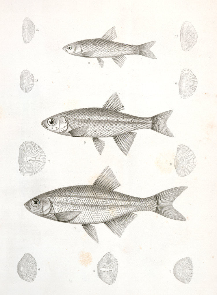 Detail of 1-4. Richardsonius balleatus, Steilacoom Killy; 5-8. R. lateralis, Spotted Killy by George Suckley