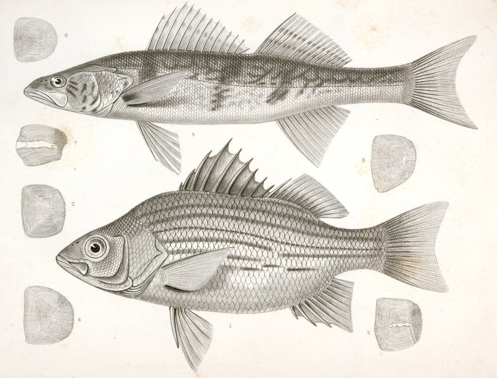 Detail of 1-4. Labrax chrysops, Bass of the Mississippi, 5-8. Stizostedion boreus, Okow or Pike Perch by George Suckley