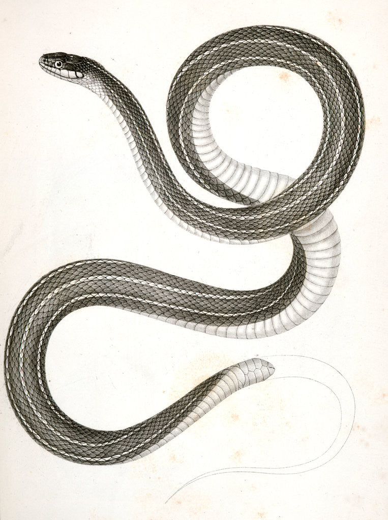 Detail of Eutania faireyi, Fairey's Garter Snake by George Suckley