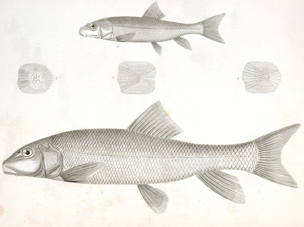 Detail of 1-4. Catostomus sucklii, Nebraska Sucker; 5. Young of the same by George Suckley