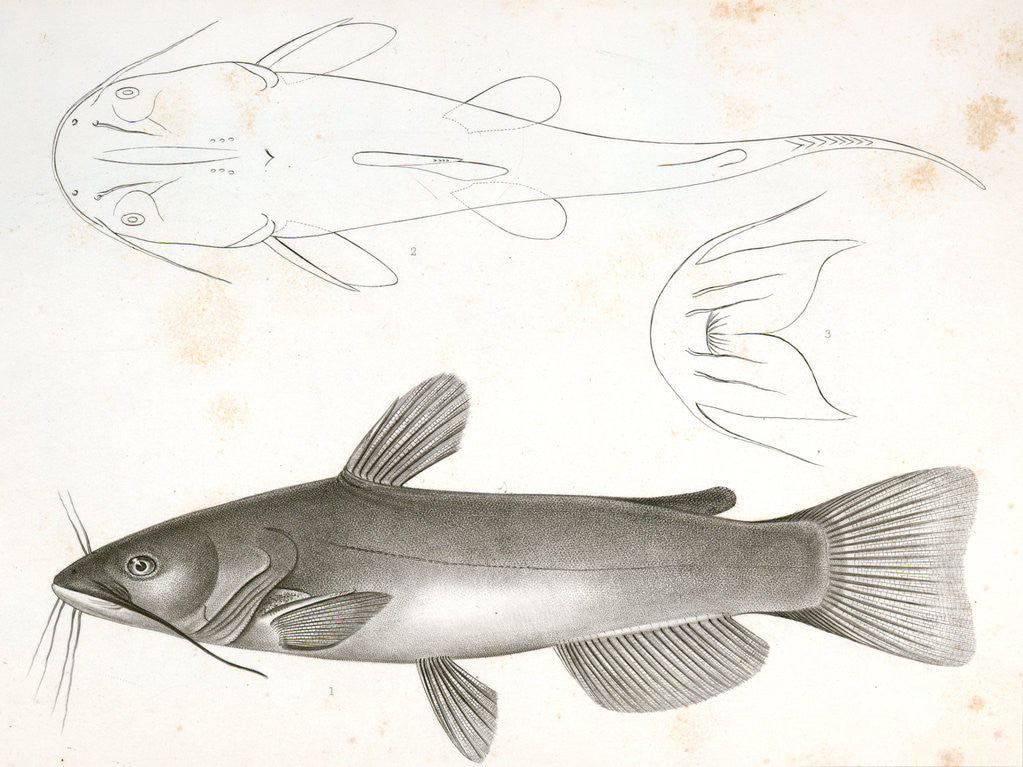 Detail of 1-3. Pimelodus ailurus, Blunt-tailed Cat Fish by George Suckley