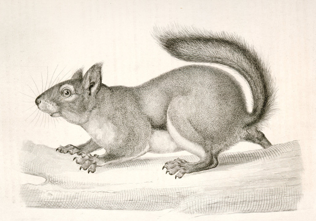 Detail of Sciurus douglassii var, suckleyi, Suckley's Pine Squirrel by George Suckley