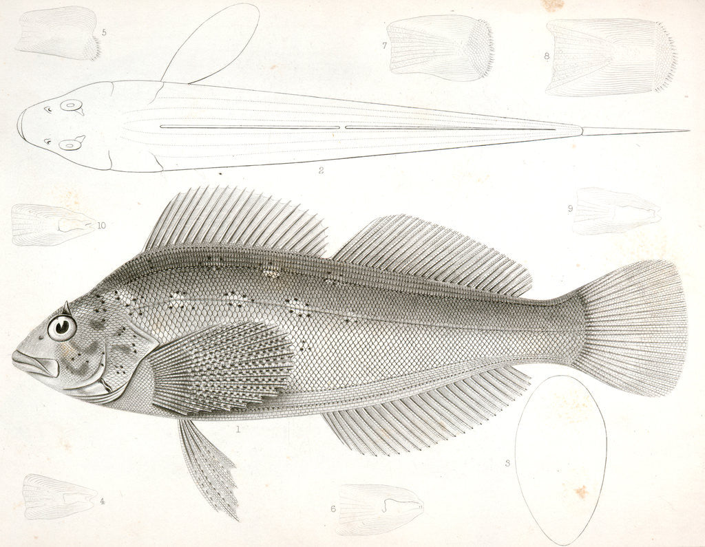 Detail of Chiropsis constellatus, Starry Chiropsis by George Suckley