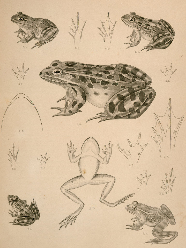 Detail of Untitled by George Suckley