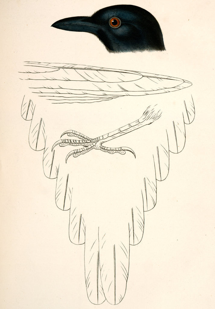 Detail of Pica hudsonica, Black-billed Magpie by George Suckley