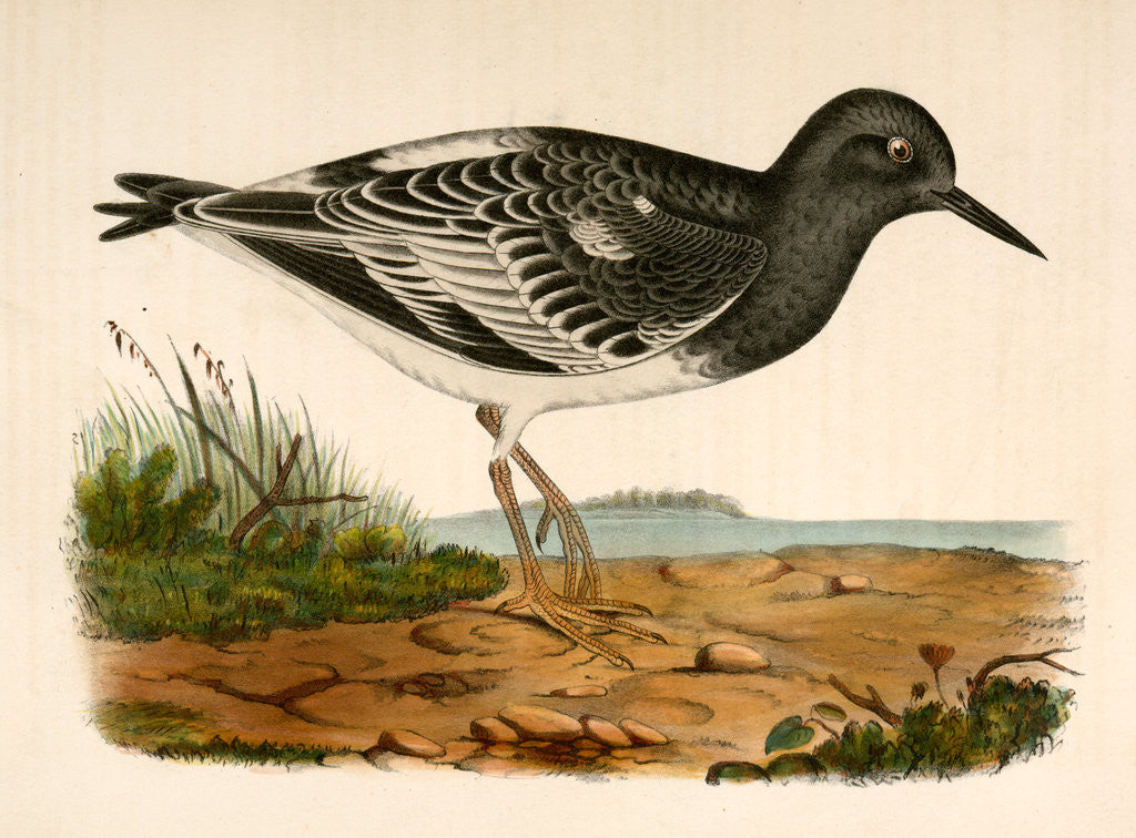 Detail of Strepsilas melanocephalus, Black-headed Turnstone by George Suckley