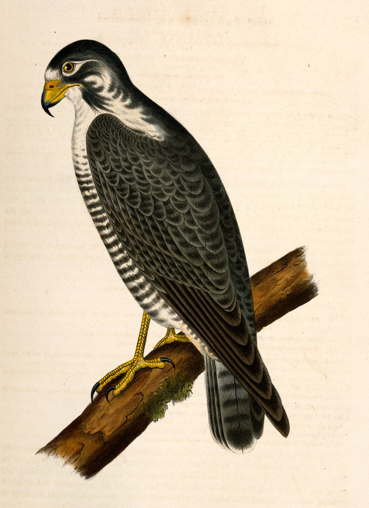 Detail of Falco nigriceps, Western Duck-Hawk by George Suckley