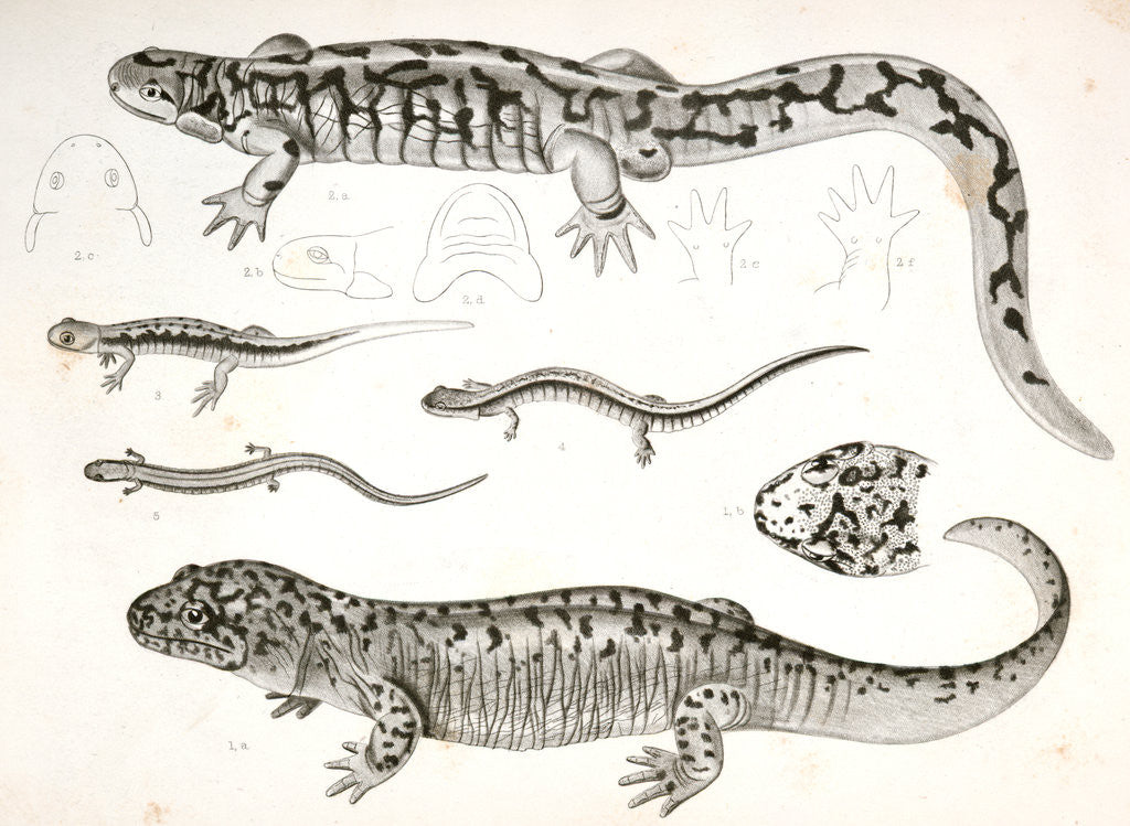 Detail of Untitled by George Suckley