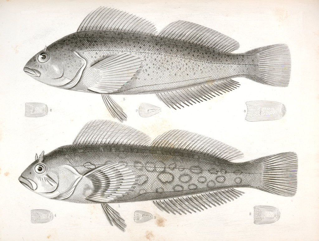 Detail of Chiropsisi pictus, Painted Chiropsis; 5-8. Chiropsis guttatus, Speckled Chiropsis by George Suckley