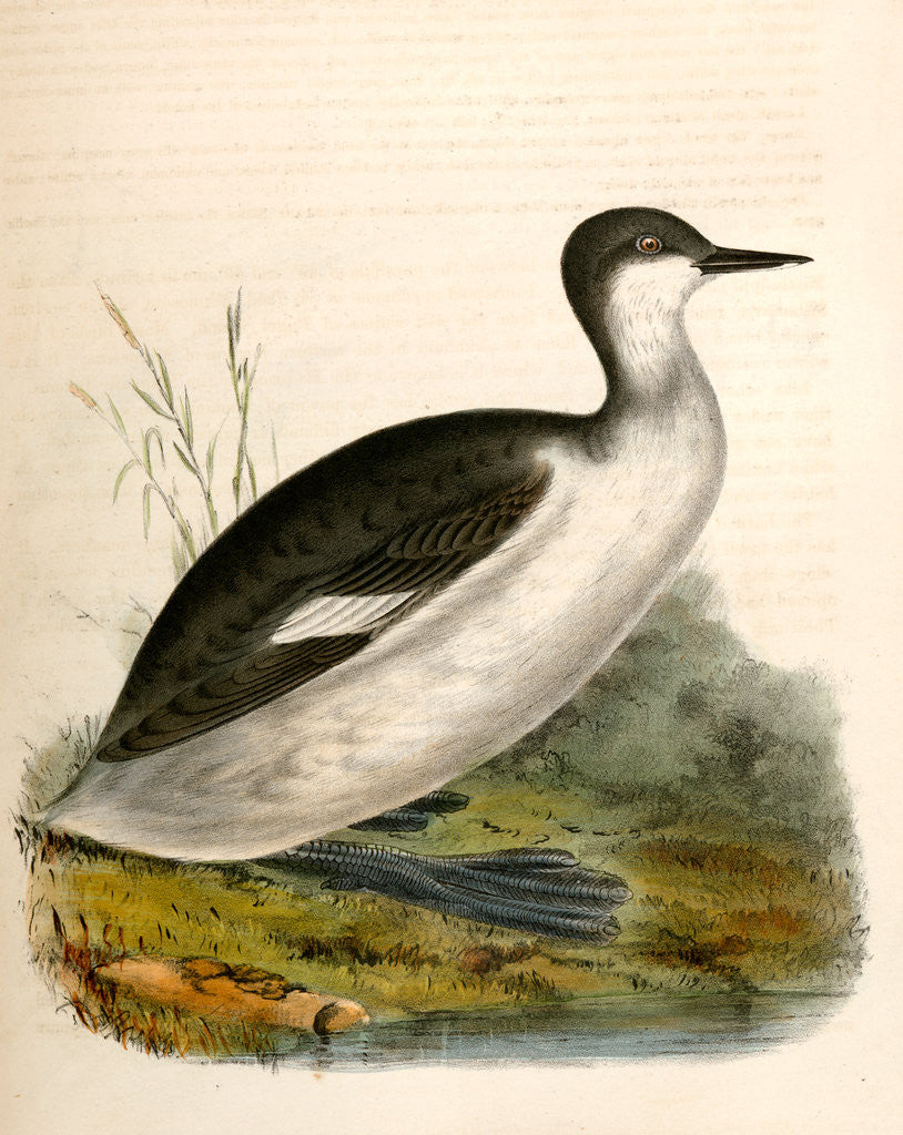 Detail of Podiceps californicus, California Grebe by George Suckley