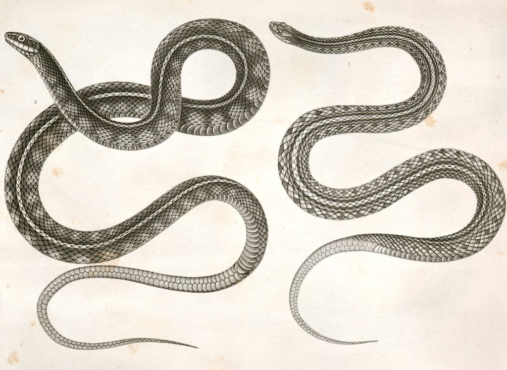 Detail of 1. Eutania cooperi, Red Striped Garter Snake; 2. Eutania concinna, One Striped Garter Snake by George Suckley